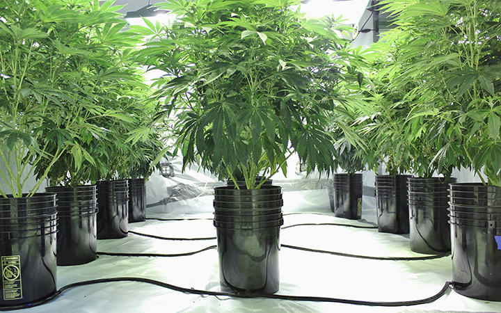 Marijuana plants growing indoors using hydroponics