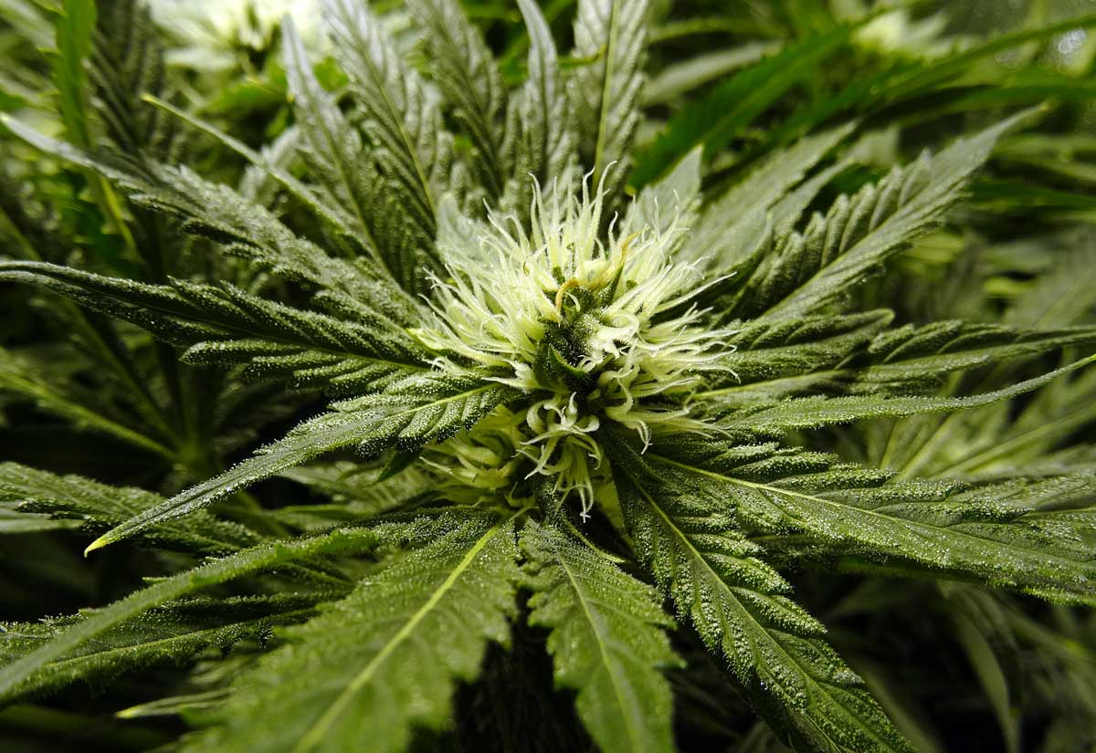 marijuana-flowering-stage
