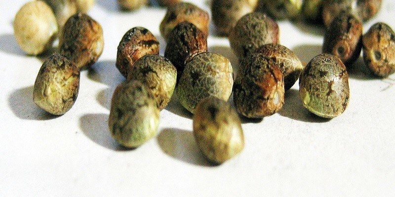 marijuana-seeds-and-clones