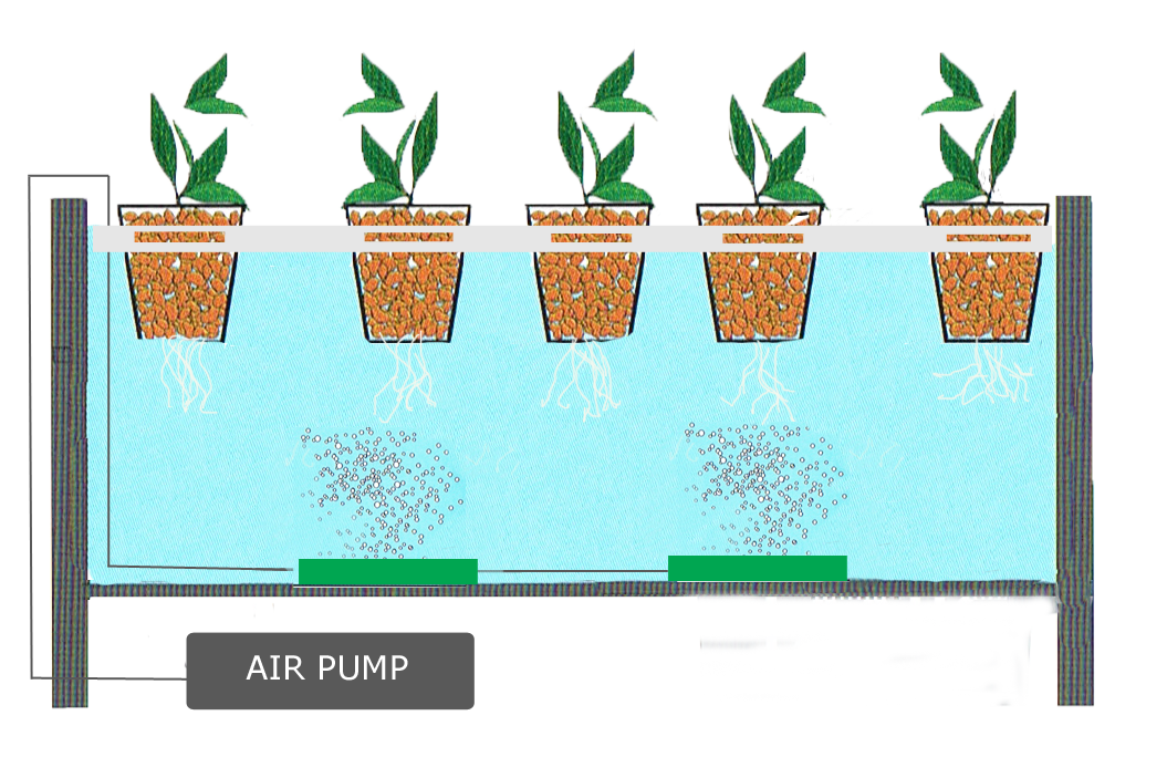 How To Grow Weed Hydroponically For Beginners A Step By Step Guide
