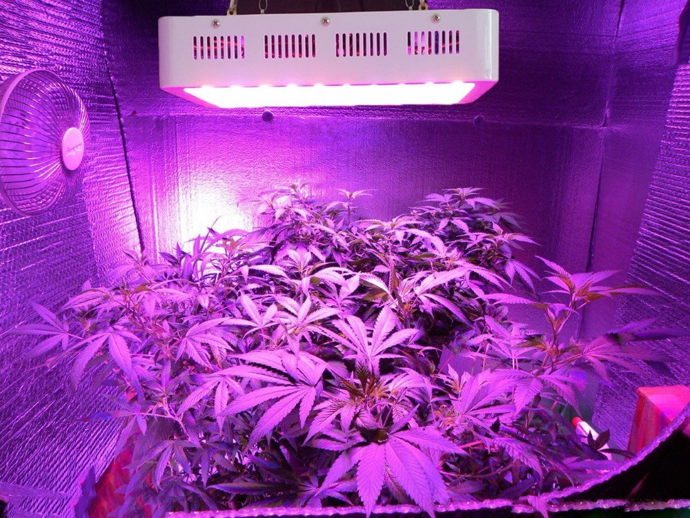 King 1200W Led Grow Light Review-Your First Step To Modern Horticulture!