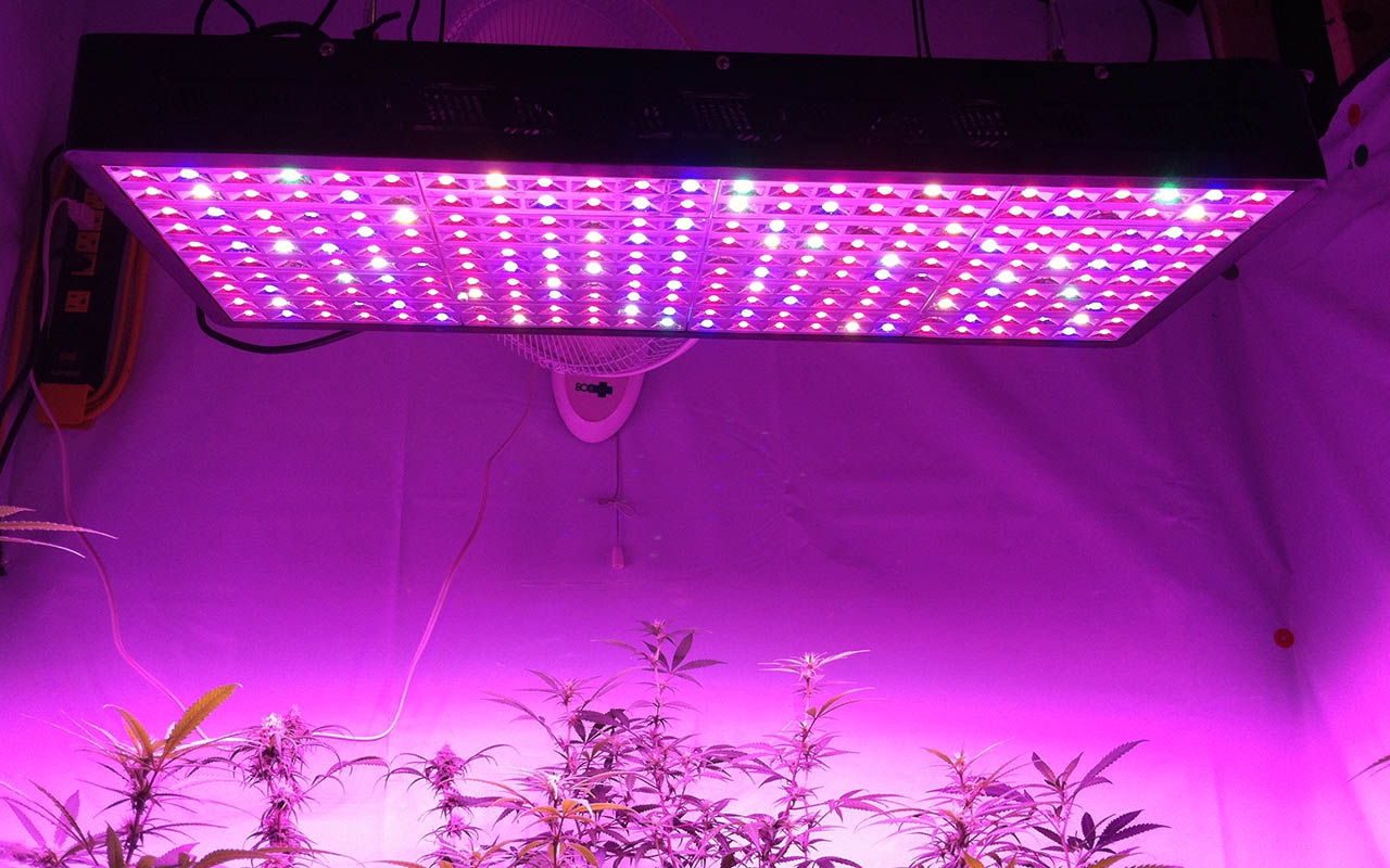 Better led. Led grow Light model 11450. Led grow Light XD-1000. CCFL grow Light. Пурпурный свет для выращивания.