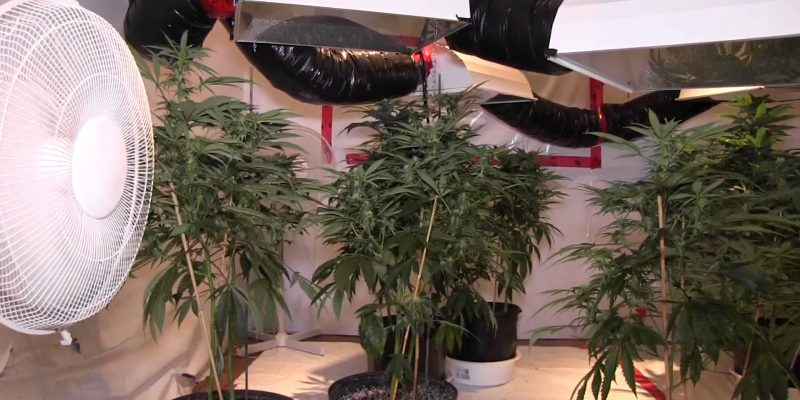 grow-room-setup