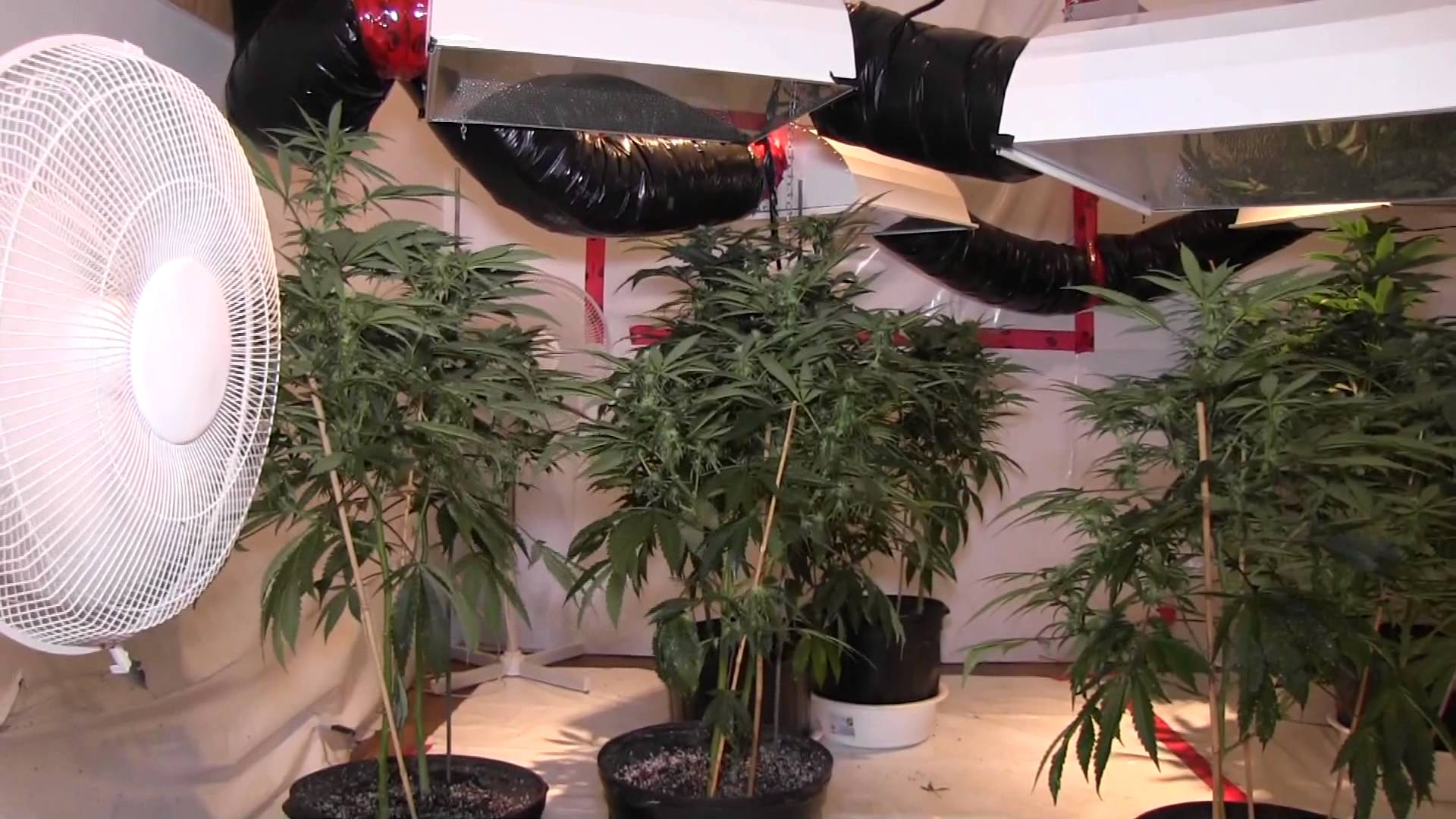 How To Setup A Low Budget Grow Room 101 Growlights