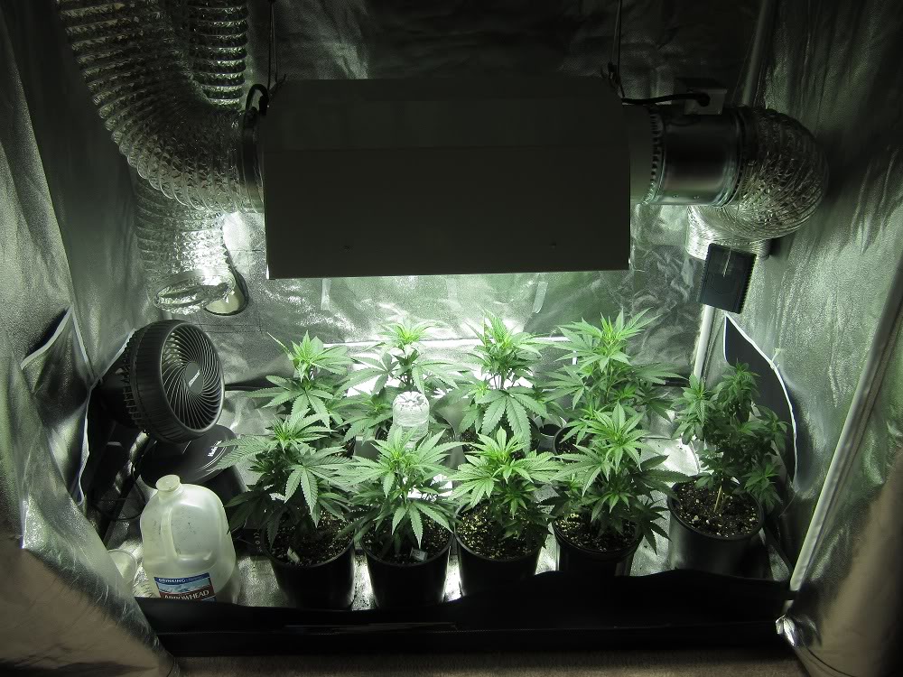 How To Setup A Low Budget Grow Room 101 Growlights