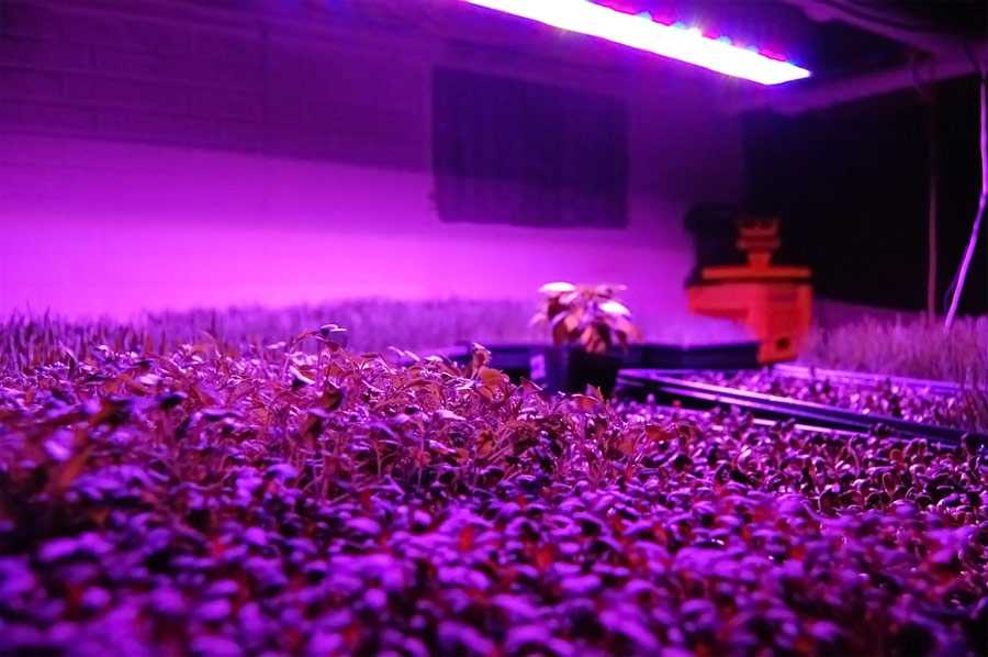 living room grow light