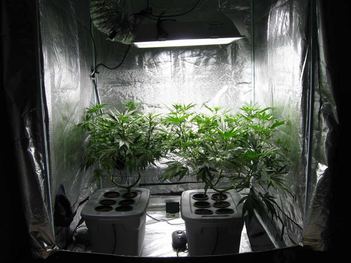 reflectivity-grow-tent-low-budget-grow-room