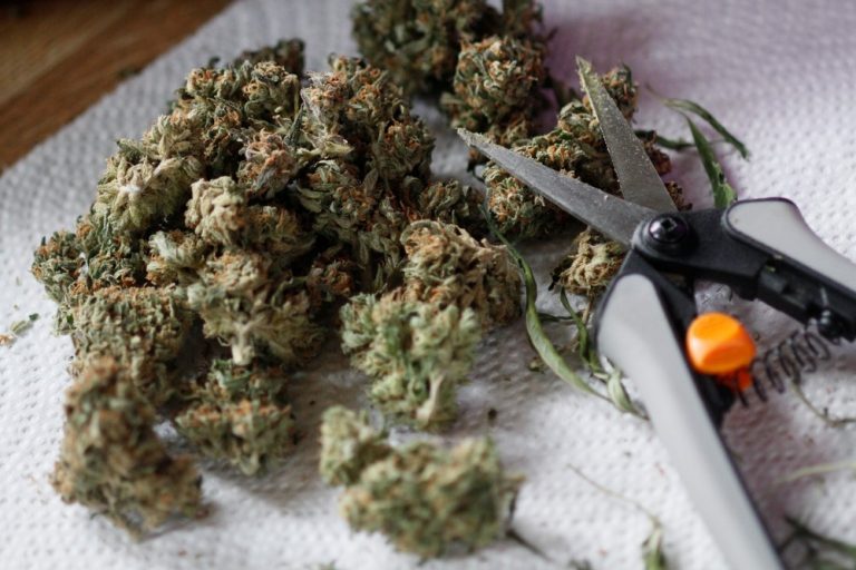 Best Bud Trimmer For Marijuana (2021 Reviews) A Perfect Buying Guide