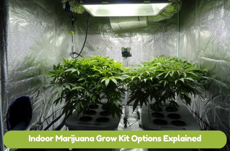 Indoor Marijuana Grow Kit