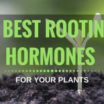 10 Best Cloning Gel, Rooting Hormone For Marijuana Reviews