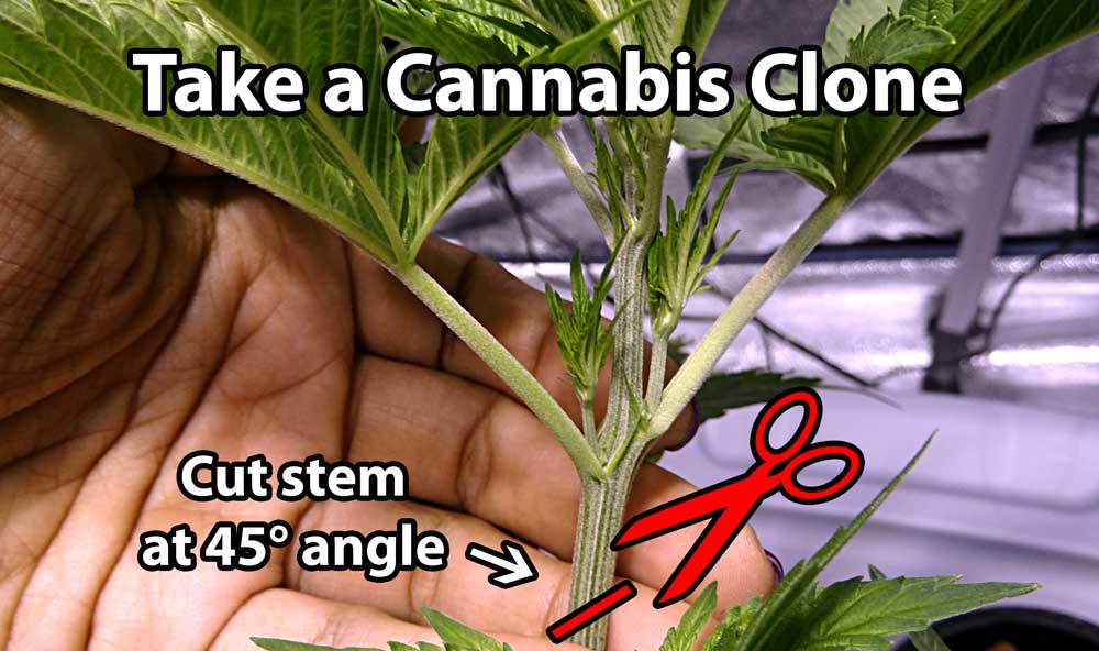 how-to-cut-cannabis-clone