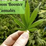 Best Bloom Boosters Nutrients for Marijuana Growth
