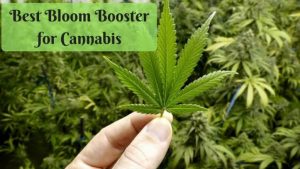 Best Bloom Boosters Fertilizers For Cannabis Growth On 2024