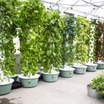 Best Hydroponic Tower | Vertical Hydroponic System