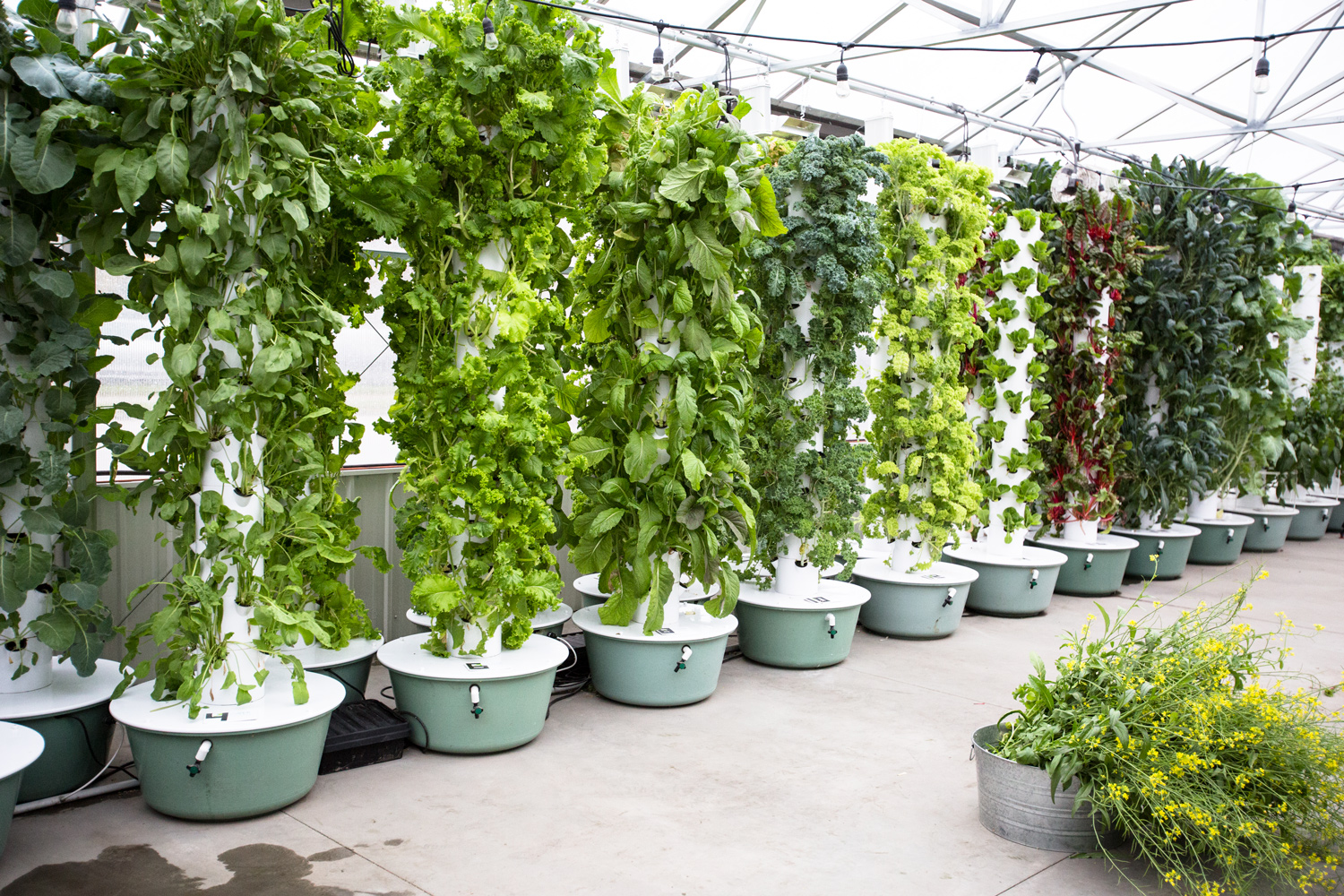 Hydroponic Grow System Canada at Victoria Nelson blog