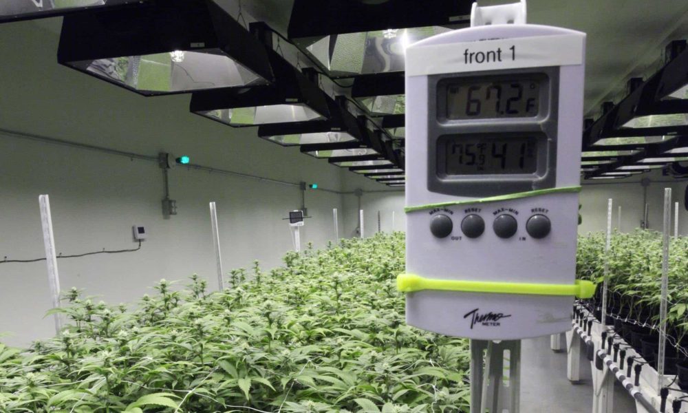 Best Hygrometers For Grow Room