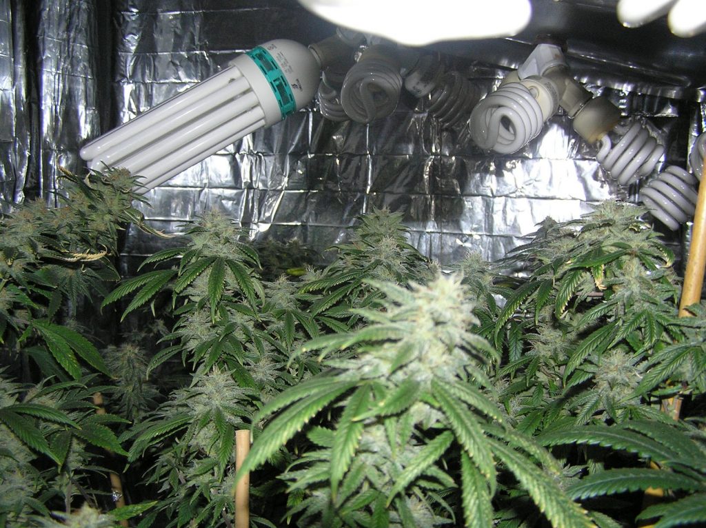 CFL Buds cfl grow light