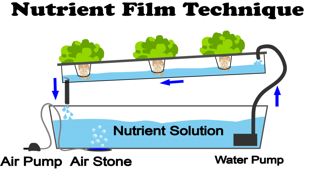 Nutrient Film Technique