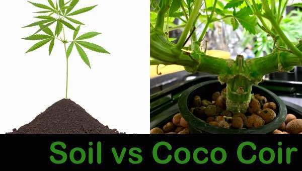 Soil-vs-Coco-Coir-hydroponic
