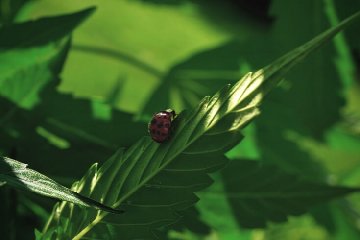 best insect Fogger for cannabis