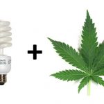 6 Best CFL Grow Lights for Growing Cannabis On 2021
