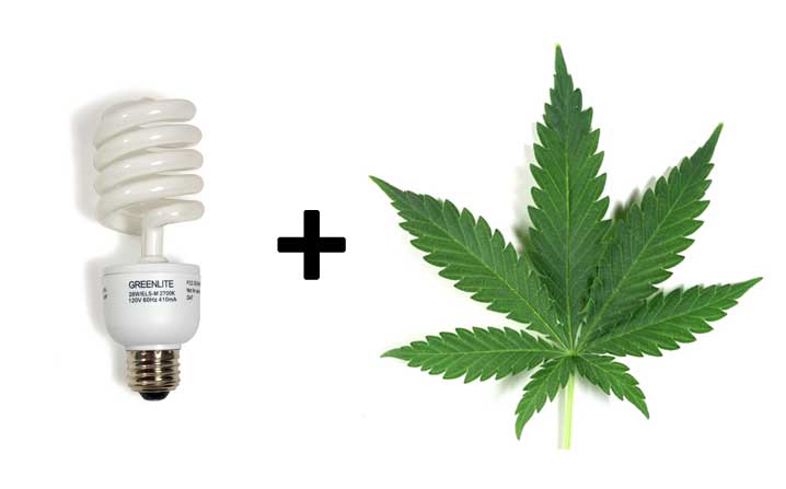 6 Best Cfl Grow Lights For Growing Cannabis On 2021