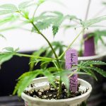 Best Propagation Kit for Growing Marijuana