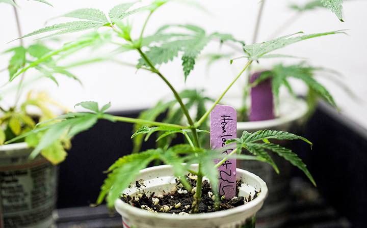 How To Clone Cannabis Plants