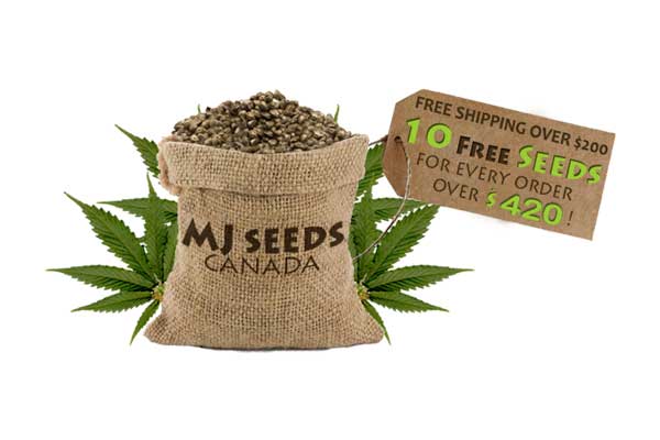 mj-seed-bank