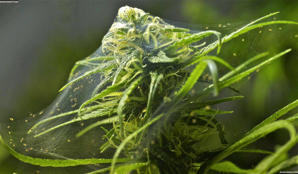 spider-mite-cannabis