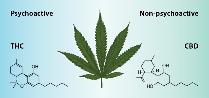 What is THC