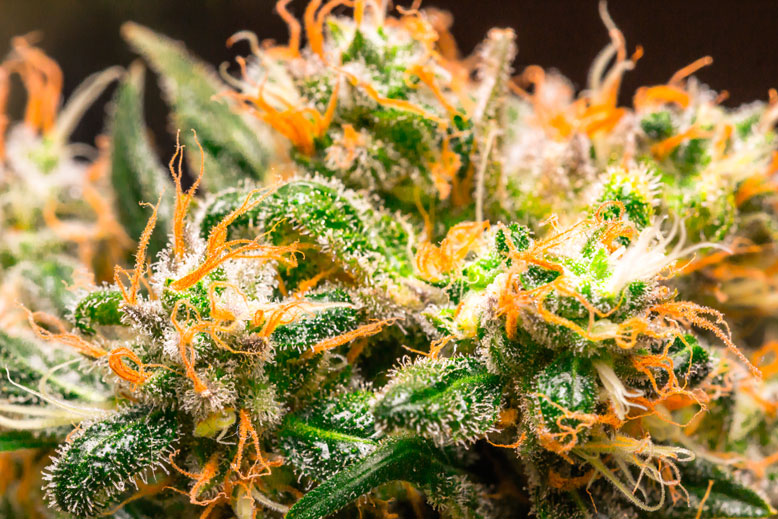 Harvest Your Cannabis