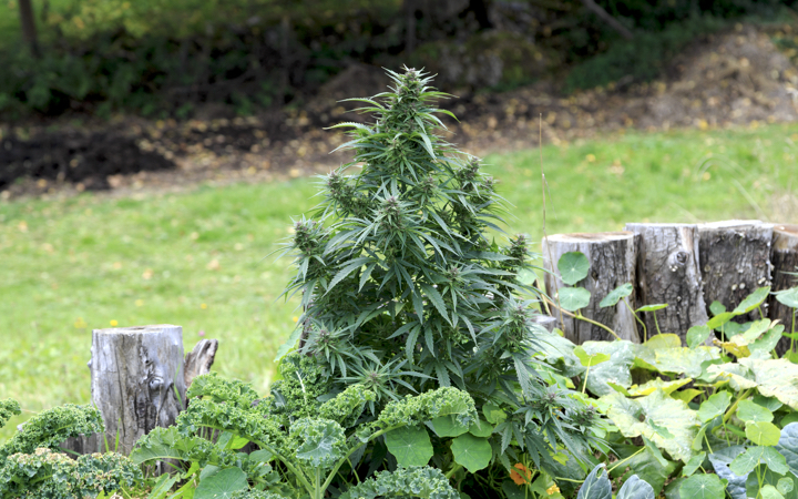 How to Grow Marijuana Outside