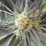 Top 20 Best Weed Strains For Growing Cannabis