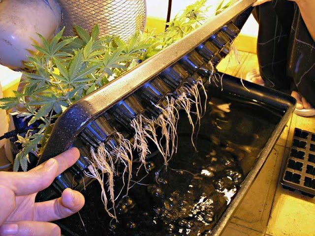 Hydroponic growing for weed