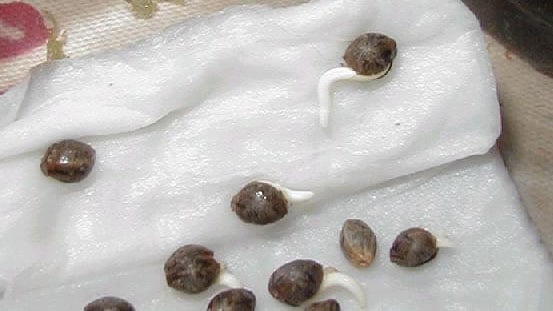 The Paper Towel Germination Method