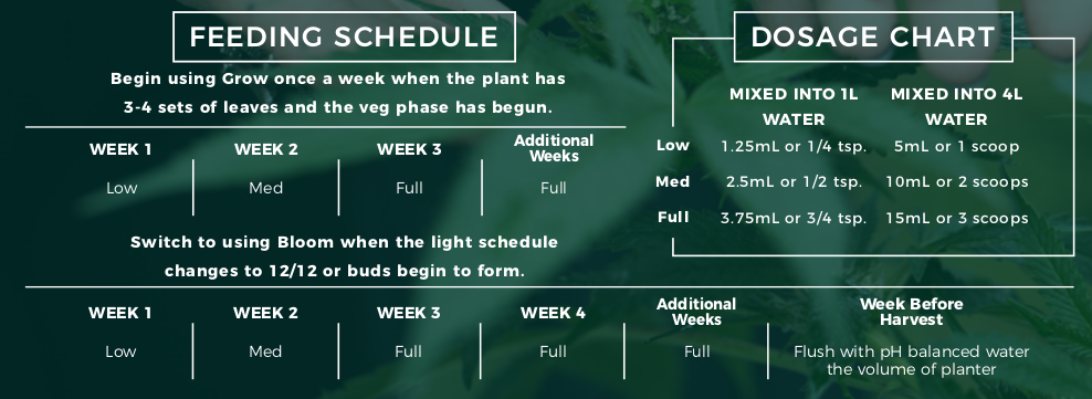 When Should You Start Feeding Your Marijuana Plants