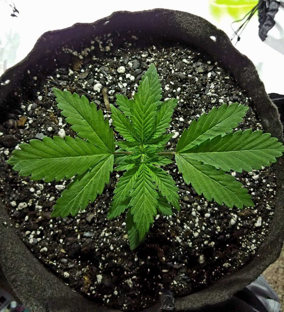 best Growing Medium for Weed