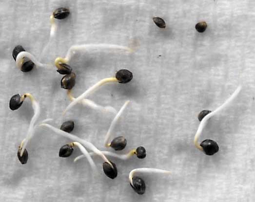 cannabis-seeds-germinating-via-paper-towel-method