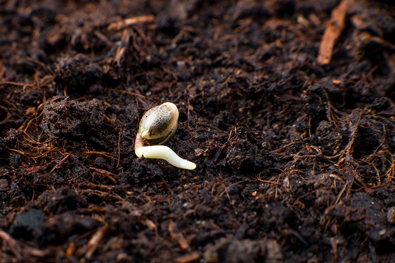 cannabis-seeds-germination