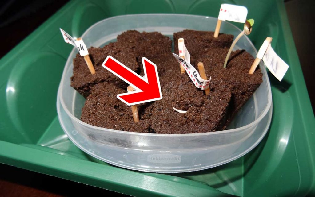 example-cannabis-seedling-roots-upide-down