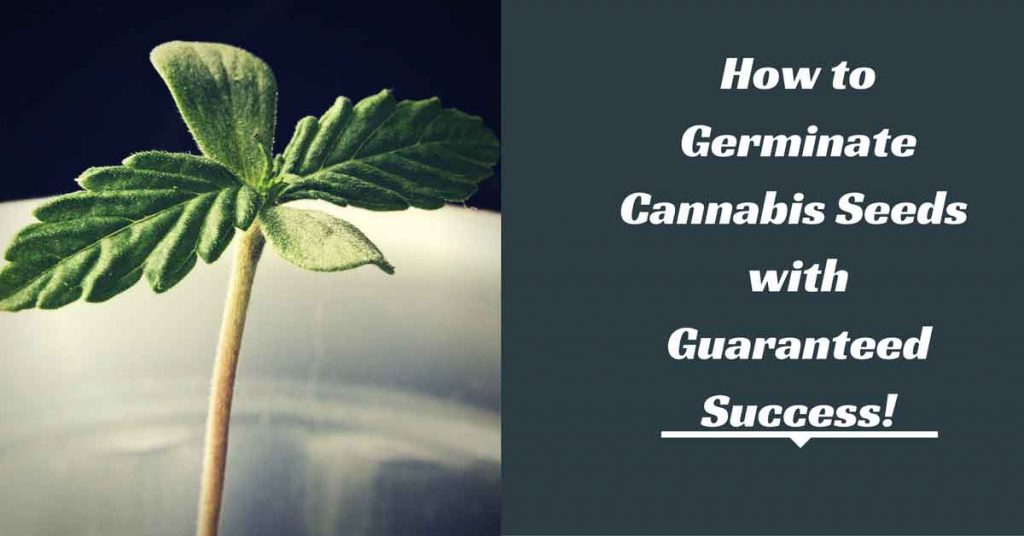 how-to-germinate-cannabis-seeds