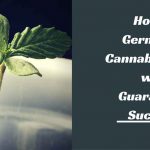 How To Germinate Marijuana Seeds | Step By Step For Beginner