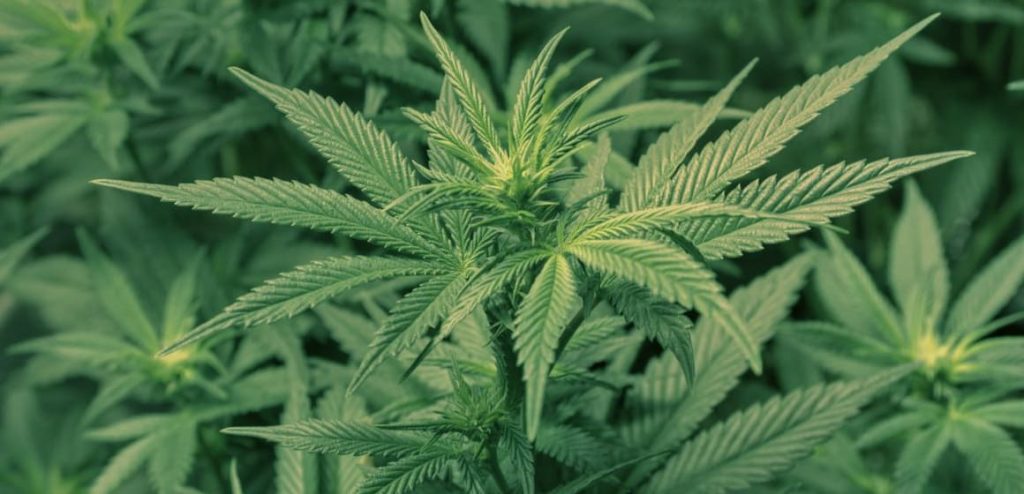 how-to-grow-cannabis