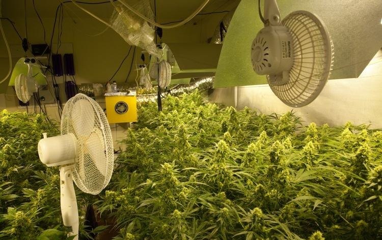 Drying Fans weed