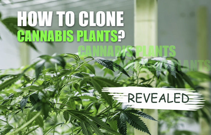 How To Clone Weed Growing Tips And Tricks - 