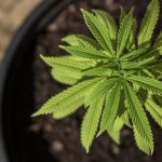 Best Vegetation Stage (Vegging) Tips for Marijuana | How Do I Control