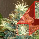 When and How to Harvest Marijuana | Best Time To Harvest