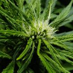 Timeline of the Cannabis Flowering Stage