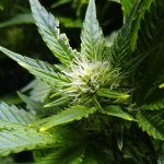 Best Flowering Stage Tips for Cannabis | Flowering Stage Week By Week